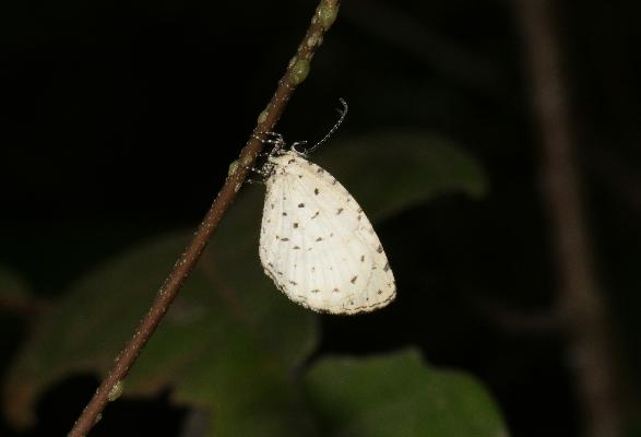 Teriomima subpunctata female UNS